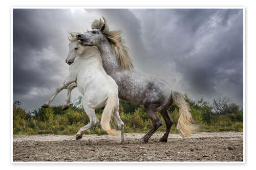 Poster Weiße und graue Hengste aus der Camargue kämpfen