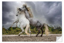 Sisustustarra White and gray stallions of the Camargue region fighting