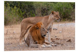 Foam board print Lion and lioness resting together, Chobe National Park, Botswana