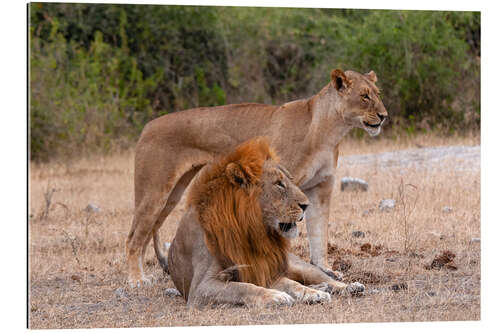 Gallery print Lion and lioness resting together, Chobe National Park, Botswana