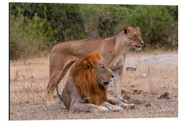 Magnettafel Löwe und Löwin ruhen zusammen, Chobe-Nationalpark, Botswana