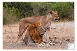 Wandsticker Löwe und Löwin ruhen zusammen, Chobe-Nationalpark, Botswana