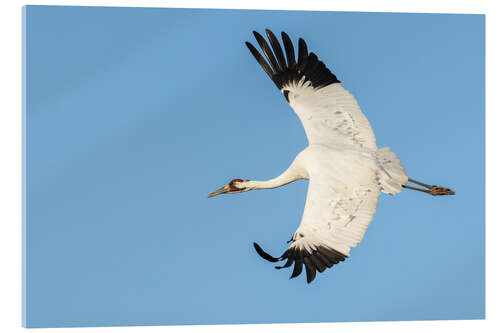 Tableau en verre acrylique Whooping crane flying, South Texas