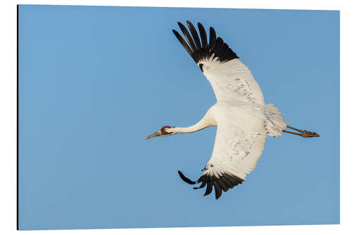 Aluminium print Whooping crane flying, South Texas