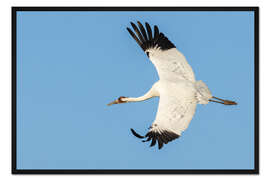Gerahmter Kunstdruck Schreikranich im Flug, Südtexas