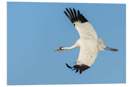 Cuadro de PVC Whooping crane flying, South Texas