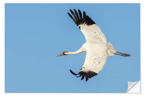 Vinilo para la pared Whooping crane flying, South Texas