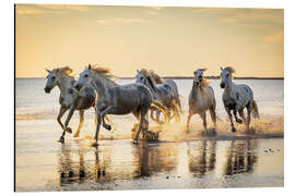 Aluminiumsbilde Camargue horses running through water at sunrise, France