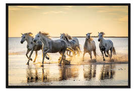 Gerahmter Kunstdruck Camargue-Pferde laufen bei Sonnenaufgang durchs Wasser