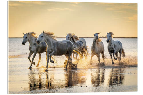 Gallery print Camargue horses running through water at sunrise, France