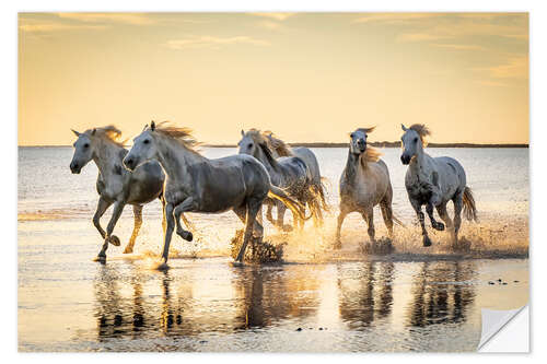 Selvklebende plakat Camargue horses running through water at sunrise, France