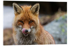 Obraz na szkle akrylowym Red fox, Aosta, Gran Paradiso National Park, Italy