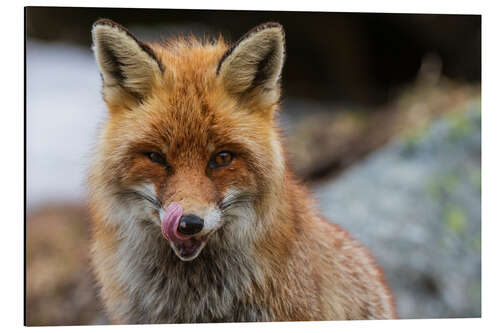 Aluminiumtavla Red fox, Aosta, Gran Paradiso National Park, Italy