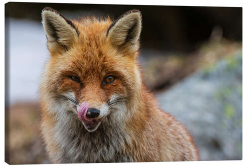 Canvas print Red fox, Aosta, Gran Paradiso National Park, Italy