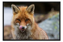 Gerahmter Kunstdruck Rotfuchs, Aosta, Gran-Paradiso-Nationalpark, Italien