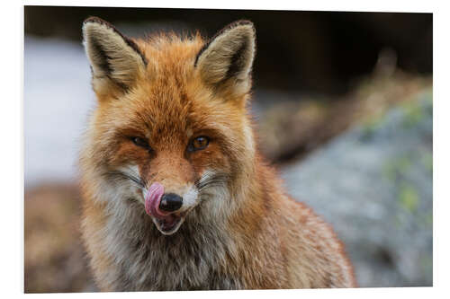 Foam board print Red fox, Aosta, Gran Paradiso National Park, Italy