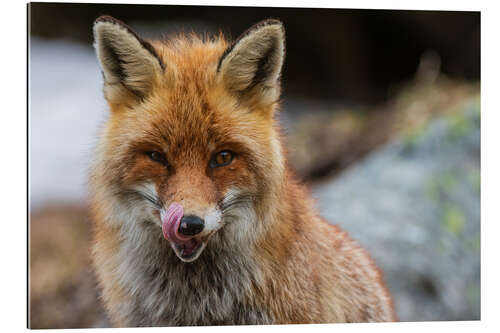 Galleriprint Red fox, Aosta, Gran Paradiso National Park, Italy