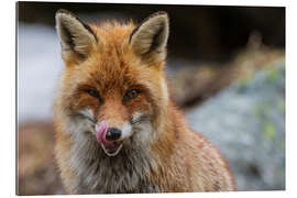 Gallery print Red fox, Aosta, Gran Paradiso National Park, Italy