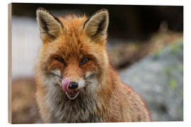 Wood print Red fox, Aosta, Gran Paradiso National Park, Italy