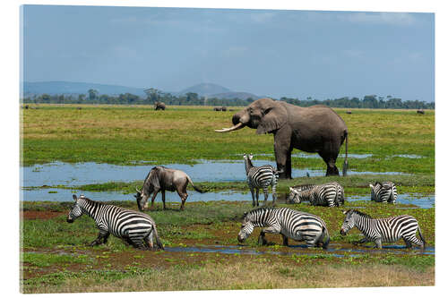 Quadro em acrílico Elephant, zebras and a wildebeest at a waterhole, Amboseli National Park