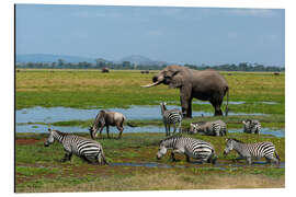 Aluminium print Elephant, zebras and a wildebeest at a waterhole, Amboseli National Park