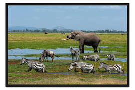 Gerahmter Kunstdruck Elefant, Zebras und ein Gnu an einem Wasserloch, Amboseli-Nationalpark