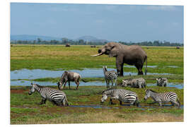 Foam board print Elephant, zebras and a wildebeest at a waterhole, Amboseli National Park