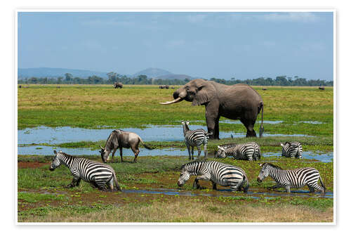 Poster Elephant, zebras and a wildebeest at a waterhole, Amboseli National Park