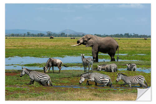 Sticker mural Elephant, zebras and a wildebeest at a waterhole, Amboseli National Park