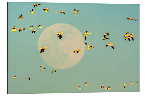 Aluminiumsbilde Snow geese in flight past full moon, USA, New Mexico