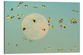 Aluminiumtavla Snow geese in flight past full moon, USA, New Mexico