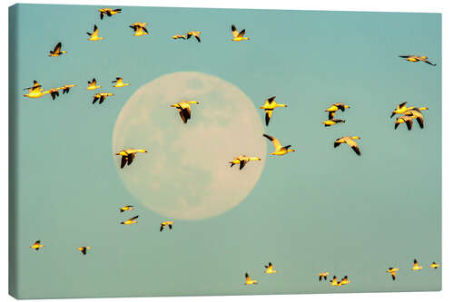 Lienzo Snow geese in flight past full moon, USA, New Mexico