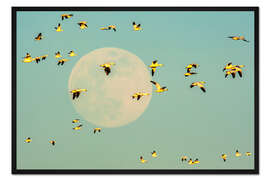 Gerahmter Kunstdruck Schneegänse im Flug am Vollmond vorbei, USA, New Mexico