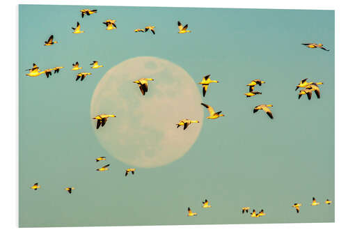 Foam board print Snow geese in flight past full moon, USA, New Mexico