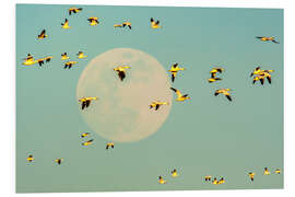 Stampa su PVC Snow geese in flight past full moon, USA, New Mexico