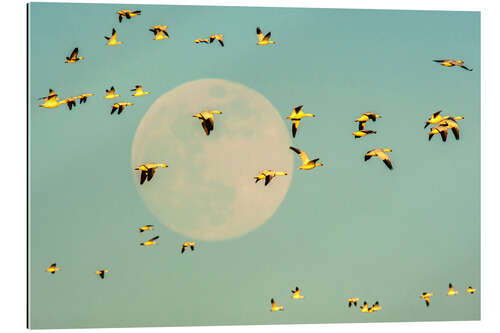 Gallery print Snow geese in flight past full moon, USA, New Mexico