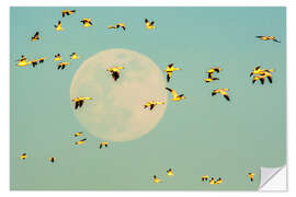 Vinilo para la pared Snow geese in flight past full moon, USA, New Mexico