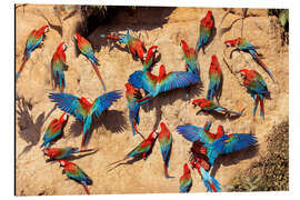 Aluminiumsbilde Red and green macaws at a clay lick, Amazon