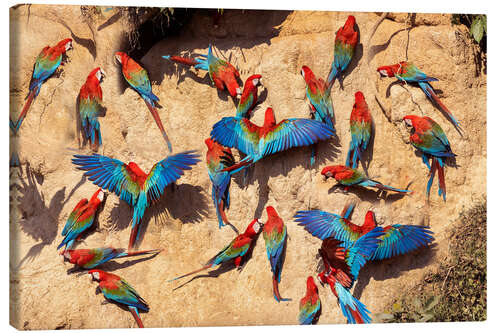 Obraz na płótnie Red and green macaws at a clay lick, Amazon