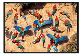 Gerahmter Kunstdruck Rote und grüne Aras an einer Lehmlecke, Amazonas