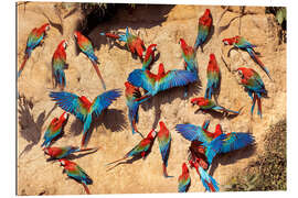 Gallery print Red and green macaws at a clay lick, Amazon