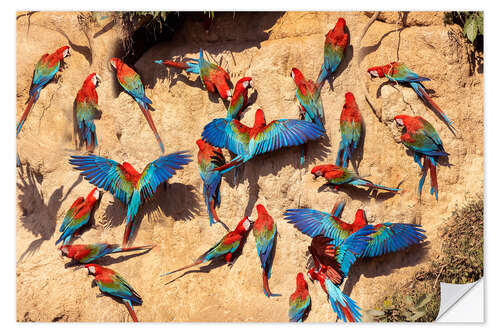 Vinilo para la pared Red and green macaws at a clay lick, Amazon