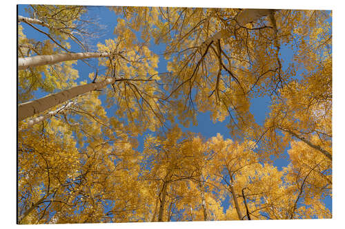 Cuadro de aluminio Looking skyward at aspens in autumn