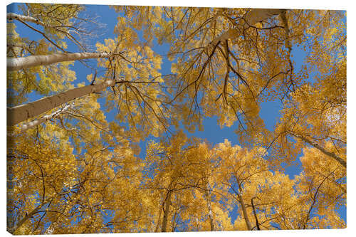 Leinwandbild Blick in den Himmel auf die Espen im Herbst