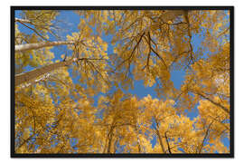 Gerahmter Kunstdruck Blick in den Himmel auf die Espen im Herbst