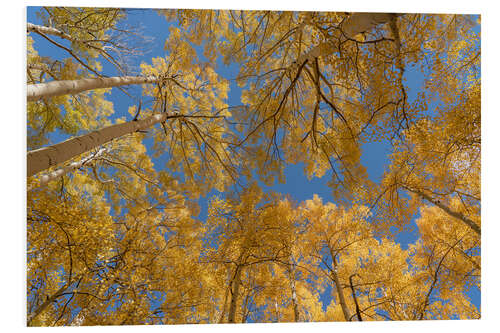 PVC-tavla Looking skyward at aspens in autumn