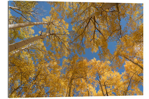 Gallery print Looking skyward at aspens in autumn