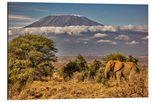 Aluminium print Kilimanjaro with Elephant, Amboseli National Park, Africa