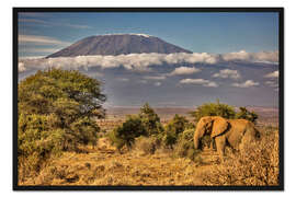 Gerahmter Kunstdruck Kilimandscharo mit Elefant, Amboseli-Nationalpark, Afrika