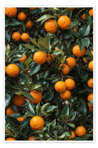 Poster Oranges